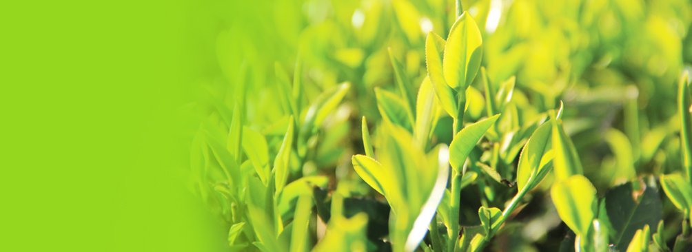 SIKKIM IFFCO ORGANICS LIMITED